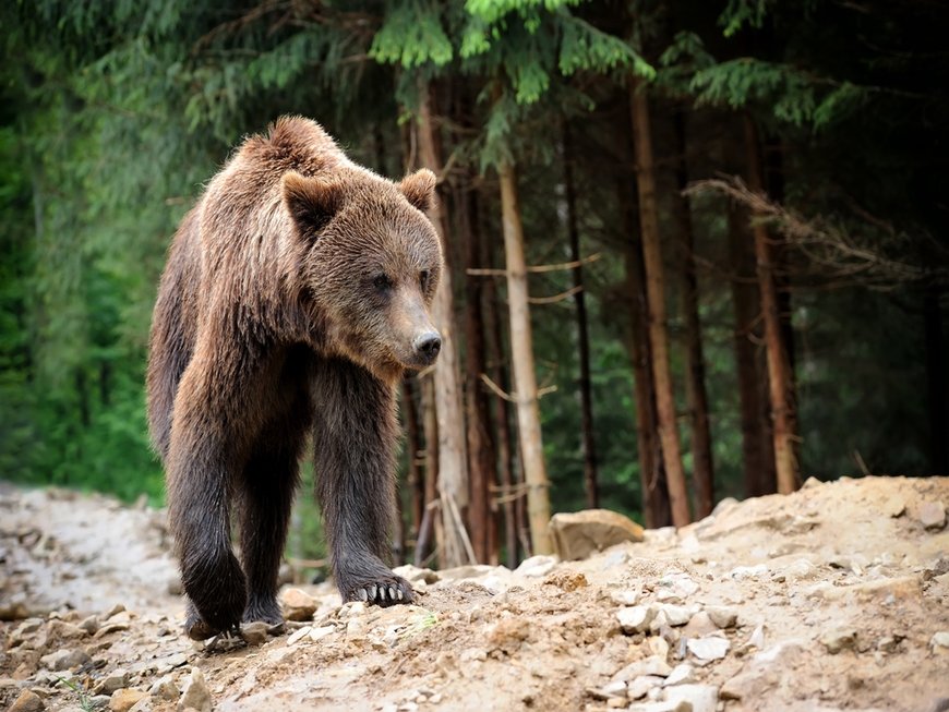 26 Stunning Images Of Woodland Animals In Their Natural Habitat