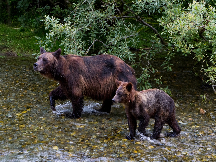 26 Stunning Images Of Woodland Animals In Their Natural Habitat