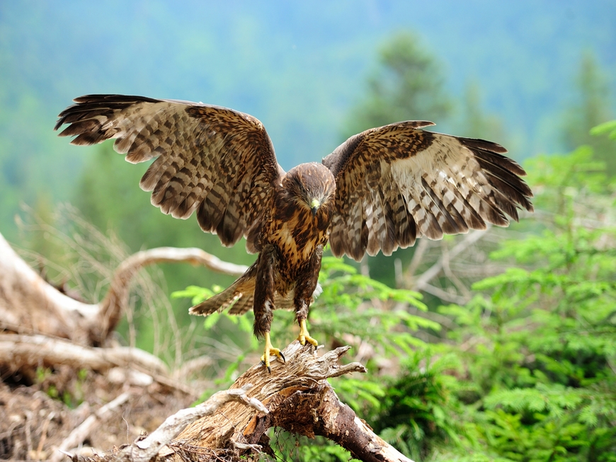 26 Stunning Images Of Woodland Animals In Their Natural Habitat