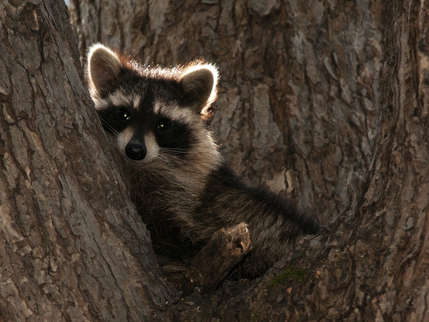 26 Stunning Images of Woodland Animals in Their Natural Habitat