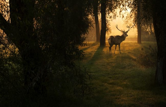 26 Stunning Images of Woodland Animals in Their Natural Habitat