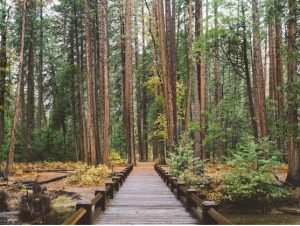 7 Reasons Why the Great Outdoors is Good for Your Health