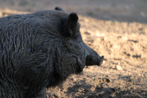 A Hunting Adventure Awaits: Uncovering the Best Time to Hunt Hogs in Florida!