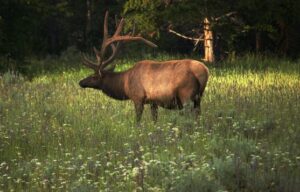 Experience the Thrill of Elk Hunting: Why It's a Must-Try!