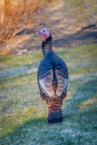 Why Investing in Turkey Decoys Is Essential for Hunting Success