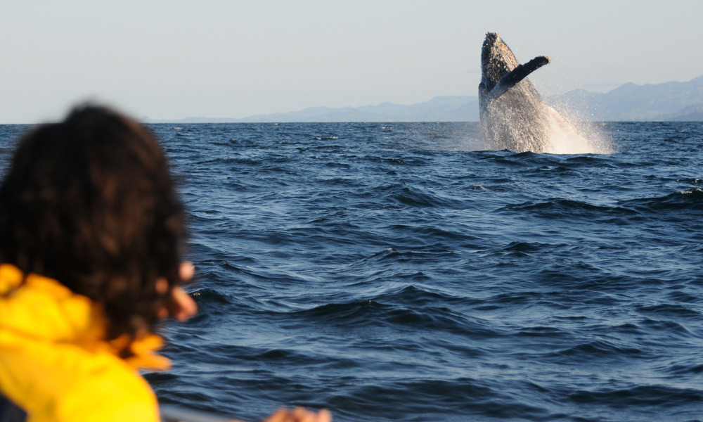 Whale Watching Adventures in the Northern Hemisphere